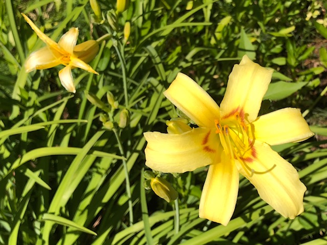 day lilies
